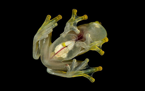 Glass frogs turn translucent by ‘hiding’ blood in their liver