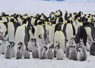 Most Antarctic animals and plants are set to decline by 2100