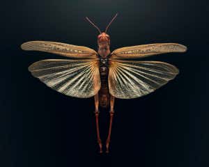 Image taken from the Extinct &amp; Endangerd exhibition by Levon Biss, in collaboration with the American Museum of Natural History. The project shines a light upon insect decline and biodiversity, displaying insects that are either already extinct or under severe threat. The photographs by Levon Biss are created from up to 10,000 individual images using microscope lenses and contain microscopic levels of detail to provide the audience with a unique visual experience.