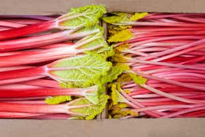 Crate of packed rhubarb stems ready for transport.
