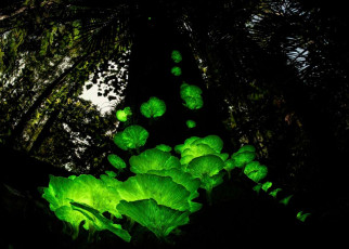Fake mushroom experiment reveals why some fungi glow in the dark