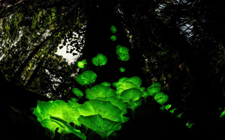 Fake mushroom experiment reveals why some fungi glow in the dark