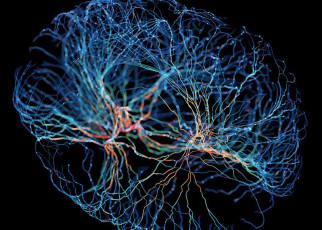 Some regions of your brain can communicate faster as you age