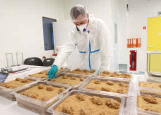Inside an insect farm: Are mealworms a sustainable meat alternative?
