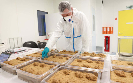 Inside an insect farm: Are mealworms a sustainable meat alternative?