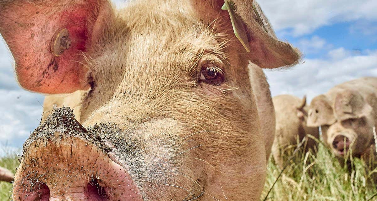 Synthetic tissue restores erections in pigs with penis injuries