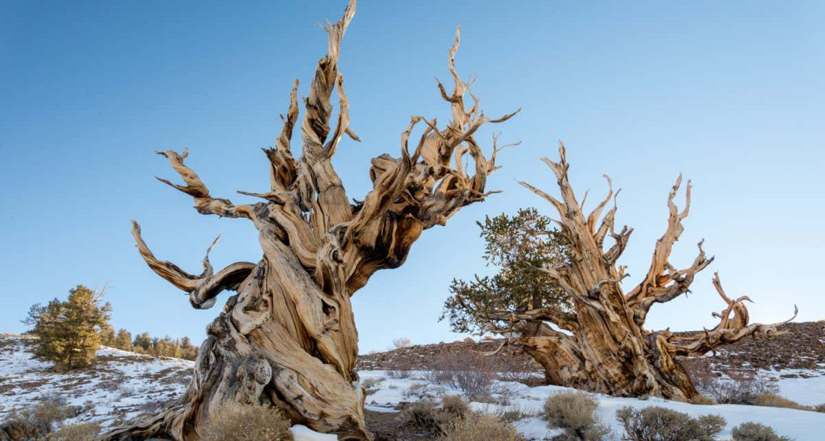 Twisted shapes of ancient trees may explain their extreme longevity