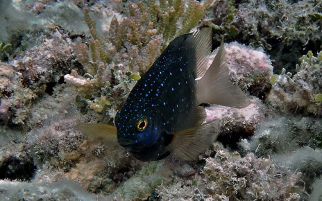 Reef fish are more placid around islands infested with invasive rats