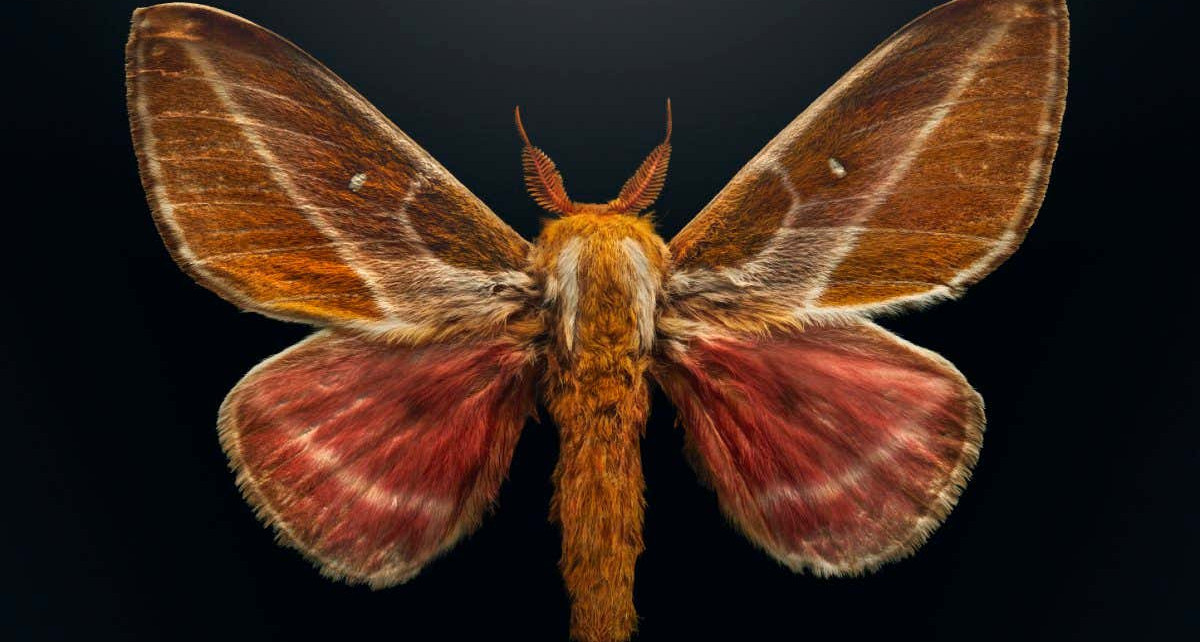 Endangered insects captured in vivid photographs