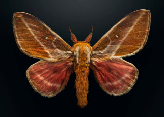 Endangered insects captured in vivid photographs