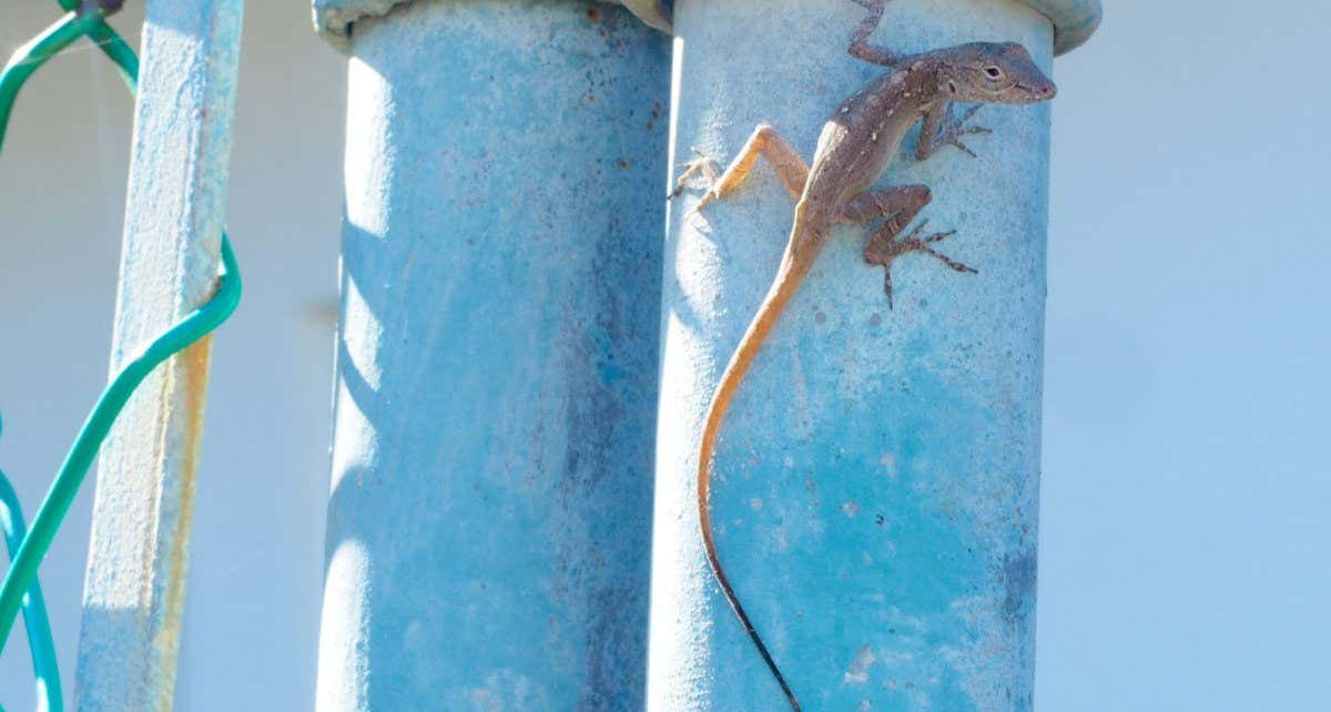 Urban anole lizards have gene mutations that help them adapt to city life