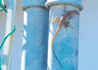 Urban anole lizards have gene mutations that help them adapt to city life