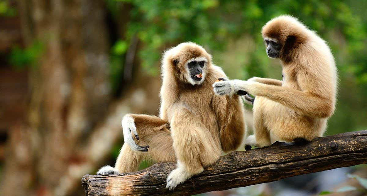 Male and female gibbons sing duets in time with each other