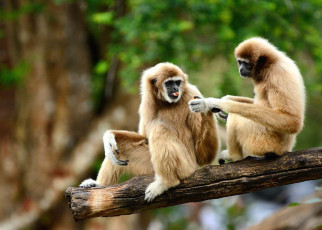 Male and female gibbons sing duets in time with each other