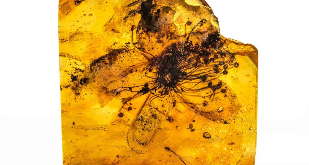 Largest flower found in amber was frozen in time millions of years ago