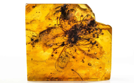 Largest flower found in amber was frozen in time millions of years ago