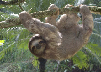 Sloths have double the grip strength of humans and other primates