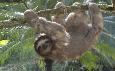 Sloths have double the grip strength of humans and other primates