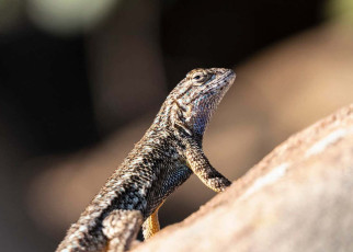 Lizards that survived wildfires are more alert to the sound of flames