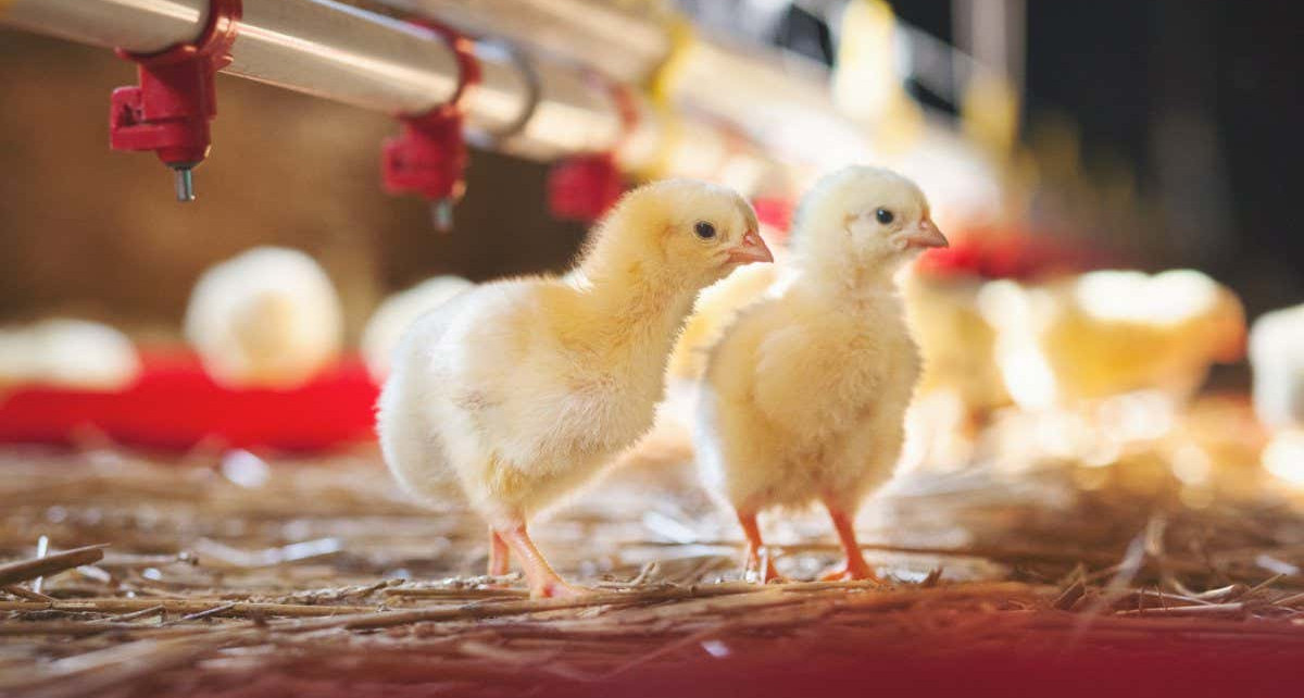 Male chicks are more sociable if they were grown in warmer eggs