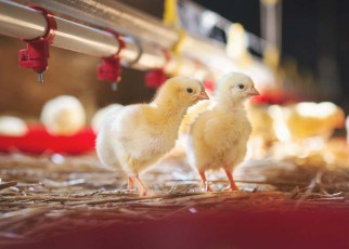 Male chicks are more sociable if they were grown in warmer eggs