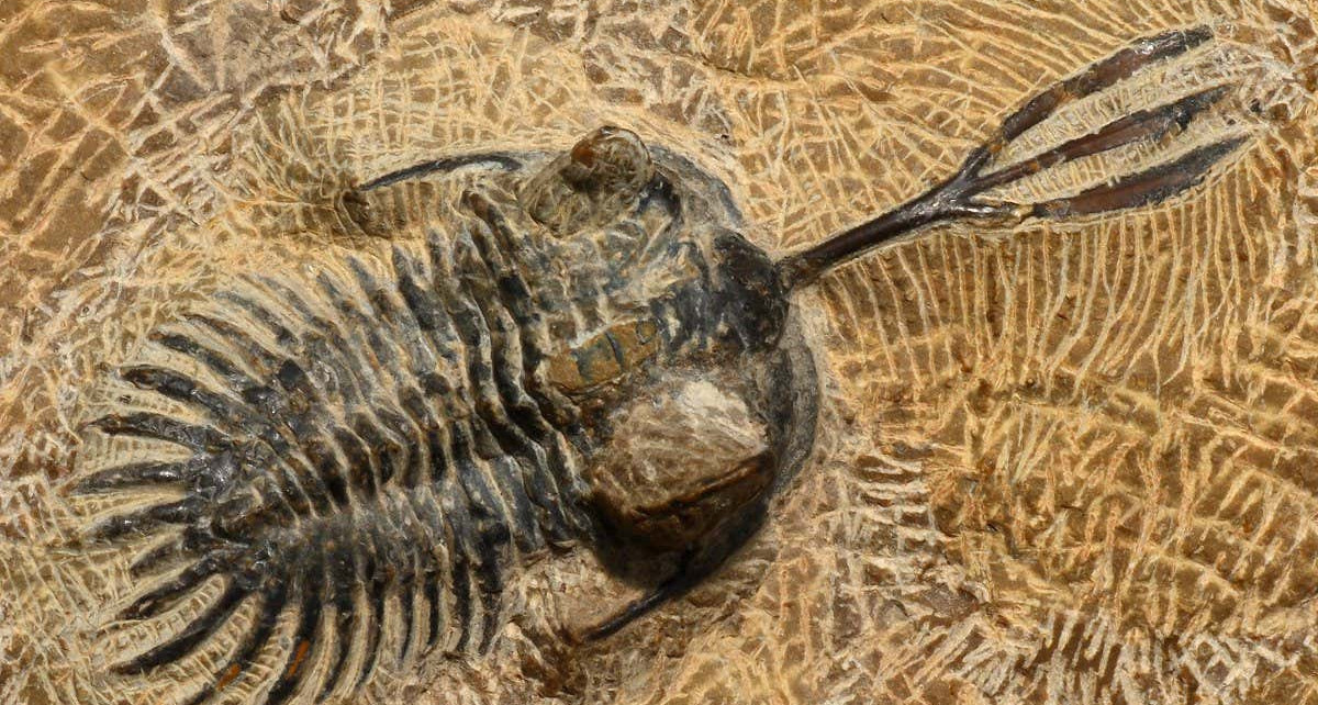 Trilobites used trident-like horns to fight over mates like stags