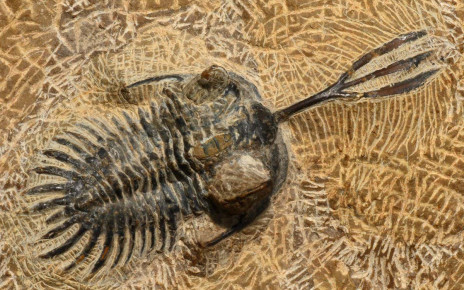 Trilobites used trident-like horns to fight over mates like stags