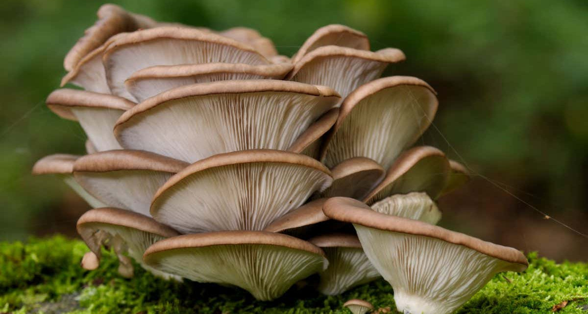Oyster mushroom fungus uses nerve gas to paralyse and eat tiny worms