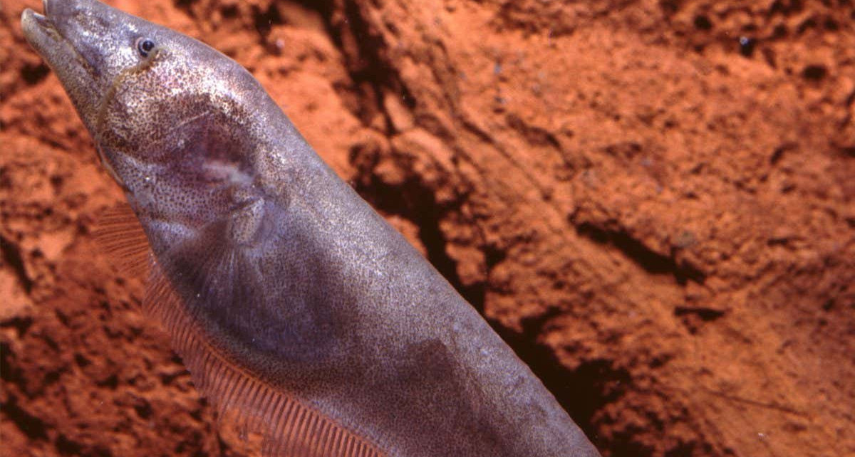 Ghost knifefish make electric 'chirps' to spot where other fish are