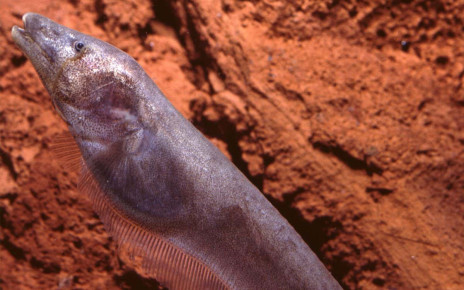 Ghost knifefish make electric 'chirps' to spot where other fish are