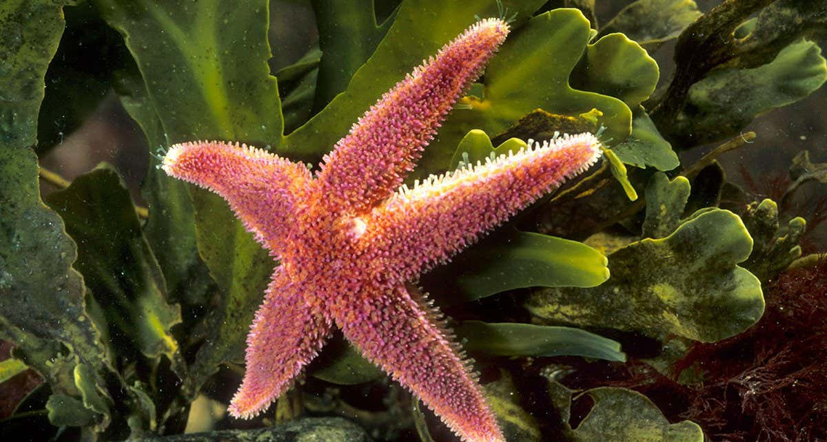Marine heat waves could wipe out all common sea stars by 2100