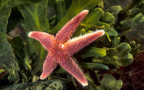 Marine heat waves could wipe out all common sea stars by 2100