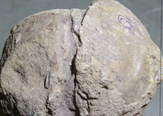 Treasure trove of fossil eggs hints titanosaurs nested in colonies