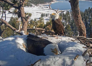 Watch rare livestream of bald eagles nesting on eggs in California