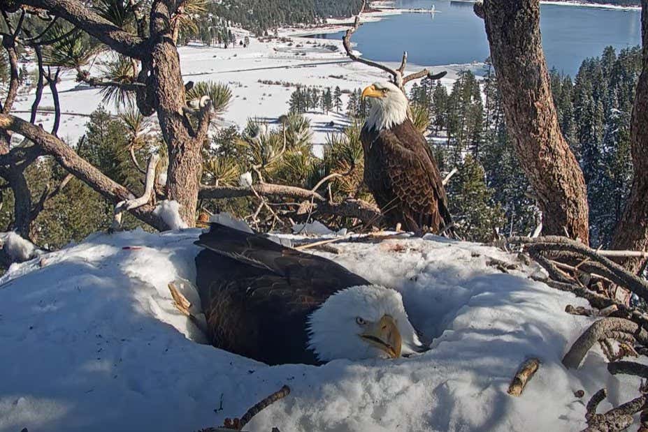 Watch rare livestream of bald eagles nesting on eggs in California