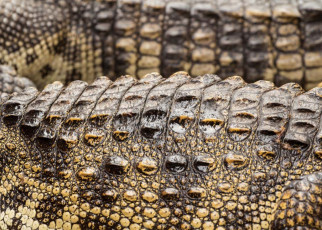 Crocodile-like body armour resists stabbing and cuts