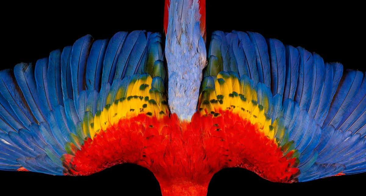 Close-up photographs capture feathers' dazzle factor
