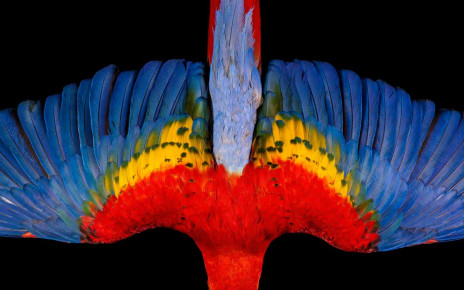 Close-up photographs capture feathers' dazzle factor