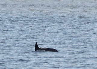 Dolphins spotted swimming in New York City’s Bronx River