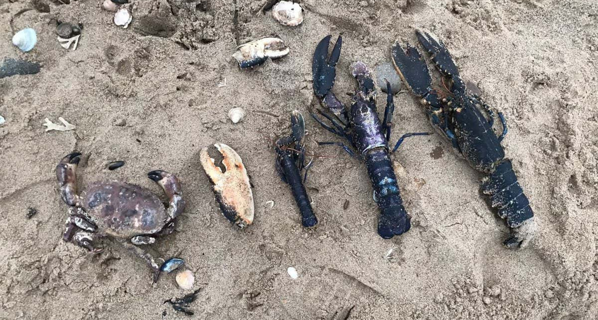 Crab deaths on UK coast may be caused by unknown disease, finds report