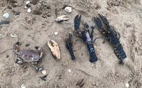 Crab deaths on UK coast may be caused by unknown disease, finds report