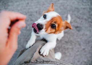 Dogs can tell when you want to give them a treat – even if you don’t