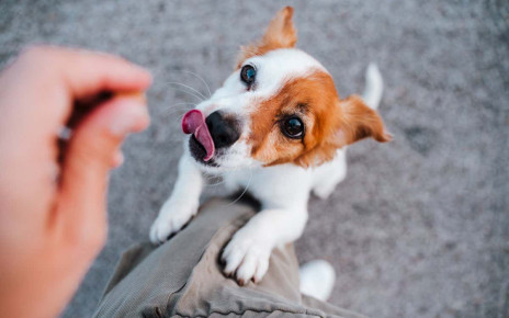 Dogs can tell when you want to give them a treat – even if you don’t