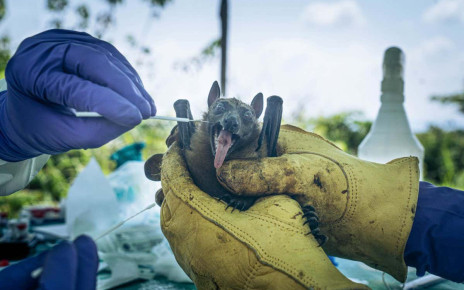 Fruit bats get swabbed to look for diseases that could jump to humans