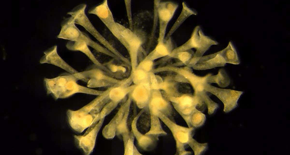 Multicellular life may have begun with brief alliances between cells