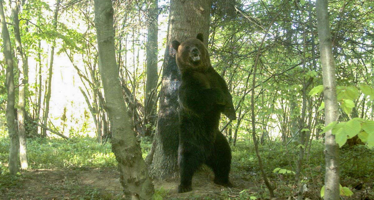 Bears may self-medicate against ticks by rubbing against trees