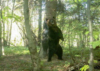 Bears may self-medicate against ticks by rubbing against trees