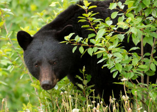 Reports of Bigfoot rise when at least 900 black bears are in the area