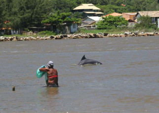 Dolphins that help humans catch fish are more likely to survive