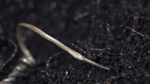 A gif of the seed corkscrewing into the ground